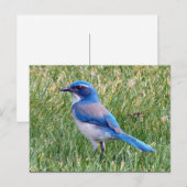  Blue Scrub Jay Bird Foto Briefkaart (Voorkant / Achterkant)