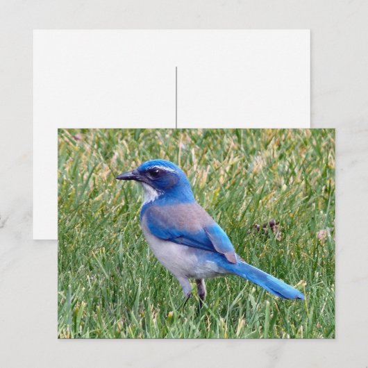  Blue Scrub Jay Bird Foto Briefkaart (Voorkant / Achterkant)