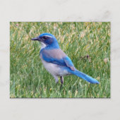  Blue Scrub Jay Bird Foto Briefkaart (Voorkant)