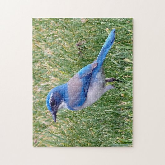  Blue Scrub Jay Bird Foto Legpuzzel (Verticaal)