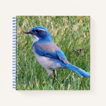  Blue Scrub Jay Bird Foto