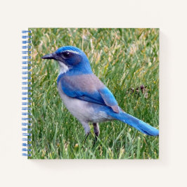  Blue Scrub Jay Bird Foto Notitieboek