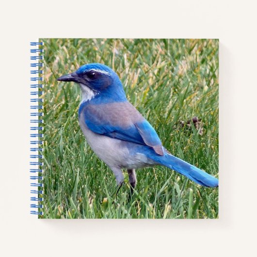  Blue Scrub Jay Bird Foto Notitieboek (Voorkant)