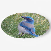 Blue Scrub Jay Bird Foto Papieren Bordje (Gekanteld)
