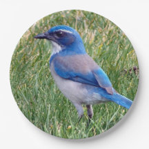  Blue Scrub Jay Bird Foto