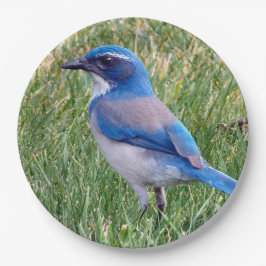 Blue Scrub Jay Bird Foto Papieren Bordje