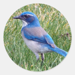 Blue Scrub Jay Bird Foto Ronde Sticker