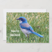 Blue Scrub Jay Bird Foto Verjaardag Kaart (Voorkant)