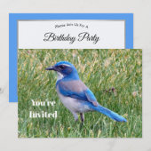 Blue Scrub Jay Bird Foto Verjaardag Kaart (Voorkant / Achterkant)