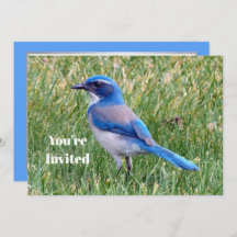  Blue Scrub Jay Bird Foto Verjaardag