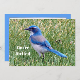  Blue Scrub Jay Bird Foto Verjaardag Kaart