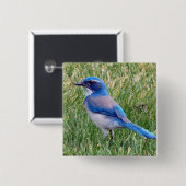  Blue Scrub Jay Bird Foto Vierkante Button 5,1 Cm (Voorkant /achterkant)