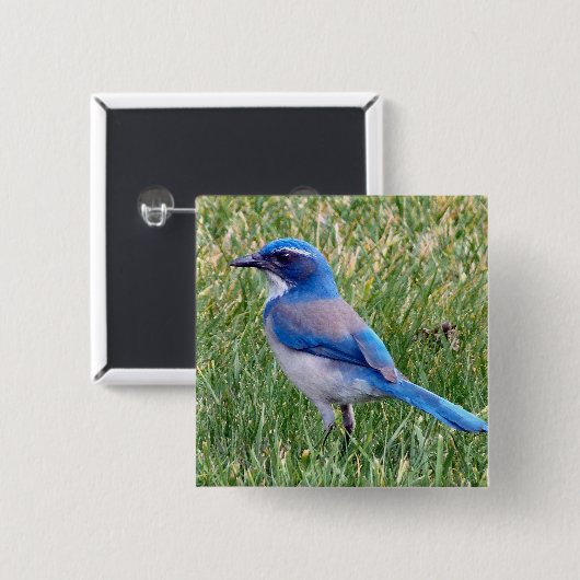  Blue Scrub Jay Bird Foto Vierkante Button 5,1 Cm (Voorkant /achterkant)