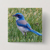 Blue Scrub Jay Bird Foto Vierkante Button 5,1 Cm (Voorkant)