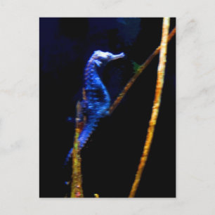 Blue Seahorse CB Briefkaart