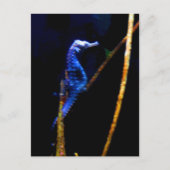 Blue Seahorse CB Briefkaart (Voorkant)