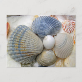 Blue Seashell-Briefkaarten voor fotografie Briefkaart