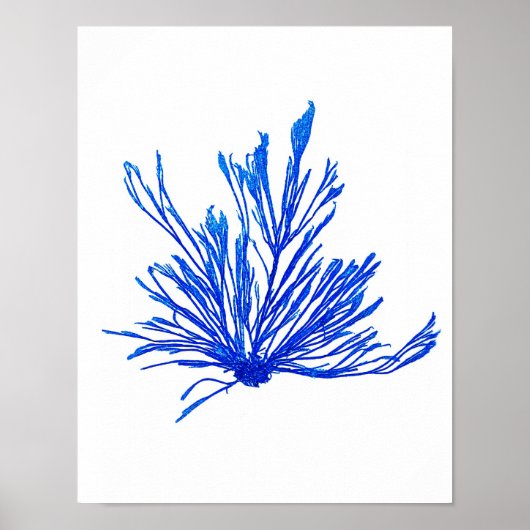 Blue Seaweed Print No. 1 Coastal Botanical Print . (Voorkant)