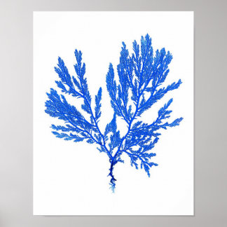 Blue Seaweed Print nr. 4 Coastal Botanical Print.