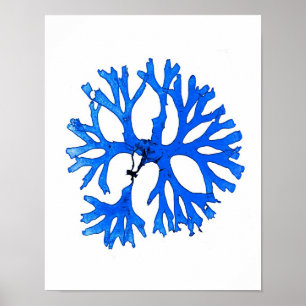 Blue Seaweed Print nr. 5 Coastal Botanical Print.