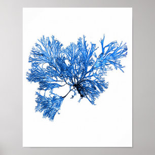 Blue Seaweed Print nr. 6 Coastal Botanical Print.