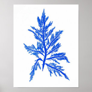 Blue Seaweed Print nr. 7 Coastal Botanical Print.