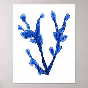 Blue Seaweed Print nr. 8 Coastal Botanical Print.