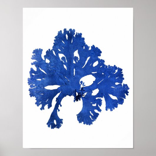 Blue Seaweed Print nr. 9 Coastal Botanical Print. (Voorkant)