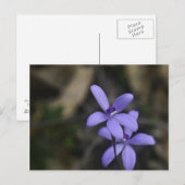 Blue Silky Orchid Briefkaart (Voorkant / Achterkant)