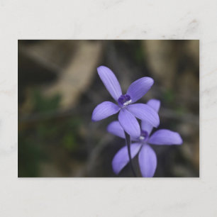 Blue Silky Orchid Briefkaart