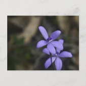 Blue Silky Orchid Briefkaart (Voorkant)