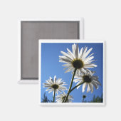 Blue Skies Bloomin Daisies Magneet (Voorkant / Achterkant)