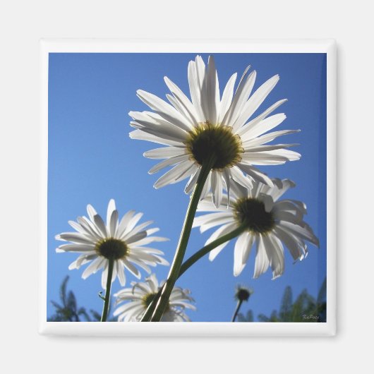 Blue Skies Bloomin Daisies Magneet (Voorkant)