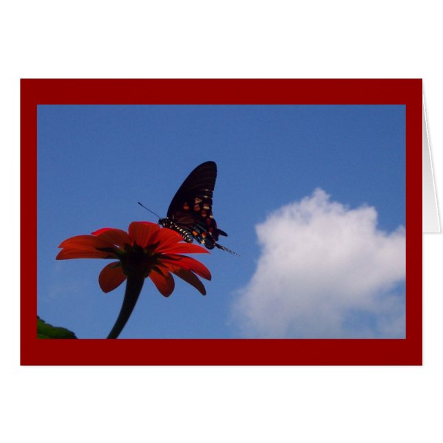 Blue Sky Butterfly! (Voorkant Horizontaal)