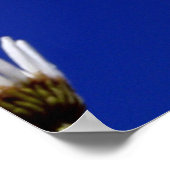 Blue Sky Daisies Poster (Hoek)