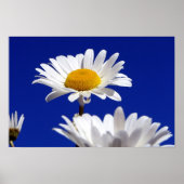 Blue Sky Daisies Poster (Voorkant)