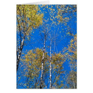 Blue Sky en Poplars