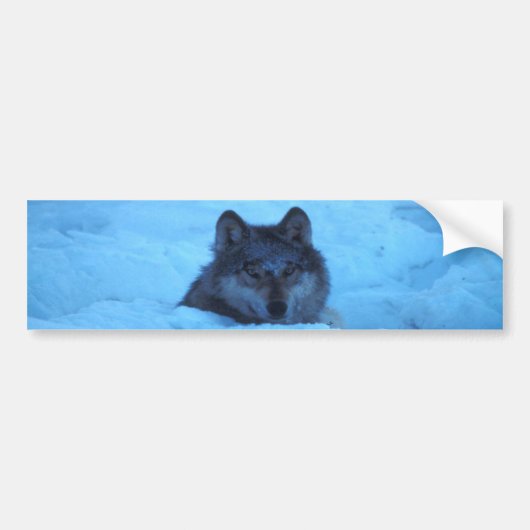 Blue Snow Timber Wolf Bumpersticker (Voorkant)