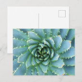 Blue Spiral Aloe Post Kaart (Voorkant / Achterkant)