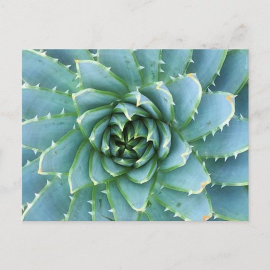 Blue Spiral Aloe Post Kaart (Voorkant)