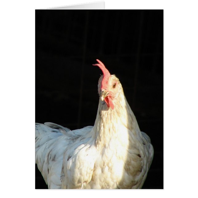 Blue Splash Hen (Voorkant)