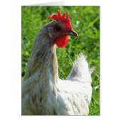 Blue Splash Hen (Voorkant)