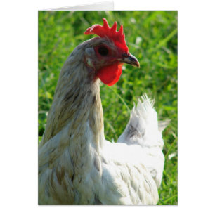 Blue Splash Hen