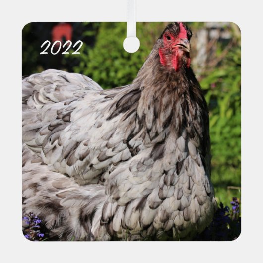 Blue Splash Orpington Hen - Pet Chicken Metalen Ornament (Voorkant)