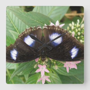 Blue Spoted Butterfly Wall klok