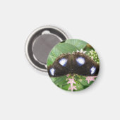 Blue Spotted Butterfly Magnet (Voorkant / Achterkant)