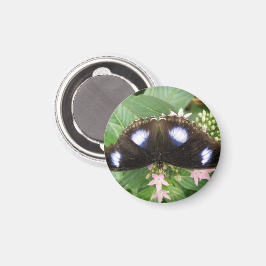Blue Spotted Butterfly Magnet (Voorkant / Achterkant)