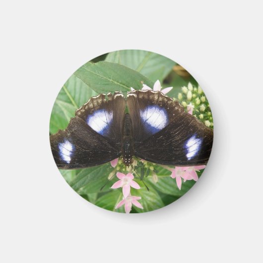 Blue Spotted Butterfly Magnet (Voorkant)