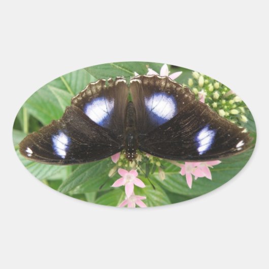 Blue Spotted Butterfly-stickers Ovale Sticker (Voorkant)