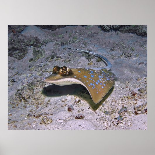 Blue Spotted Stingray Poster (Voorkant)